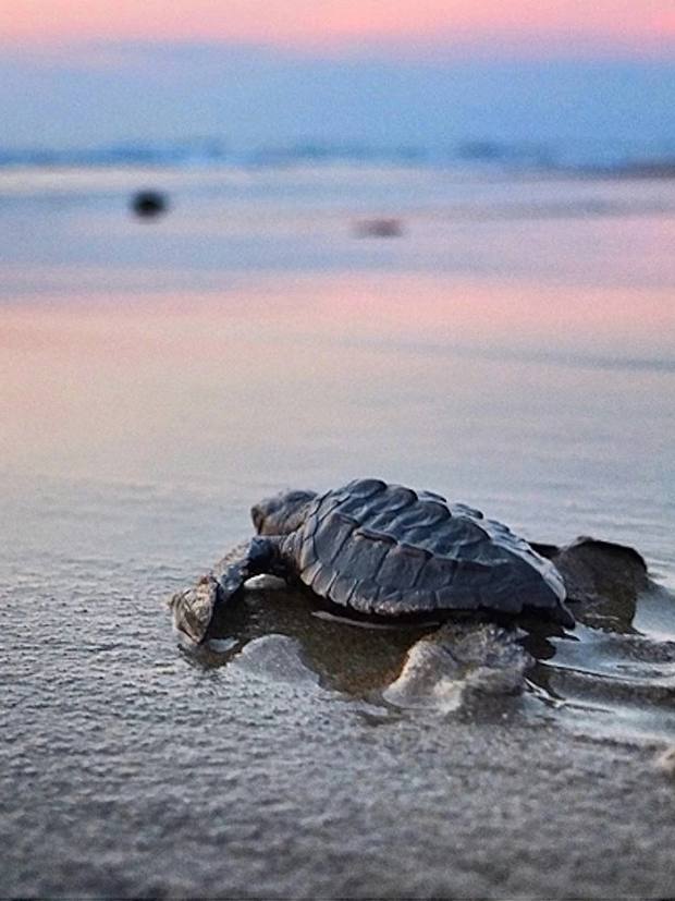Campamento tortuguero